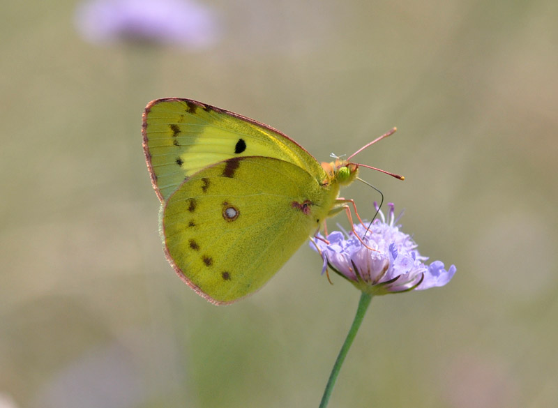 Colias: quale?